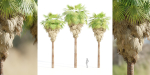 washingtonia filifera palm collection vol 55-Blender