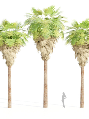 washingtonia filifera palm collection vol 55-Blender