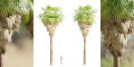 washingtonia filifera palm collection vol 55-Blender