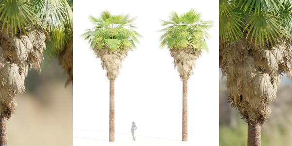 washingtonia filifera palm collection vol 55-Blender
