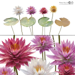 Water lilies 02
