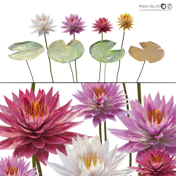 Water lilies 02