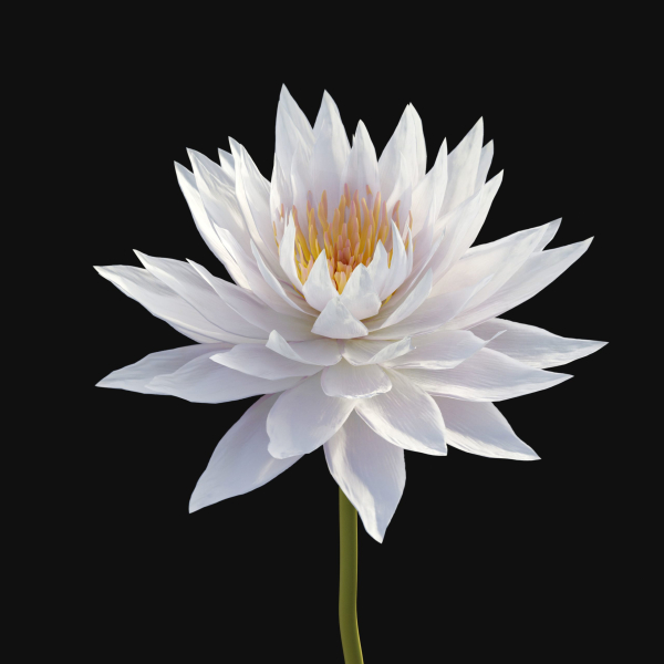 Water lilies 02
