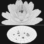 Water lilies 02