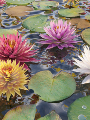Water lilies 02