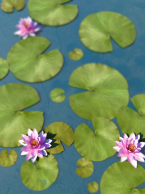 water-lily-3d-model-low-poly-max-obj-3ds-fbx
