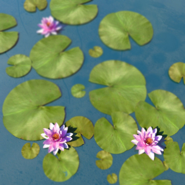 Water Lily