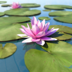 Water Lily