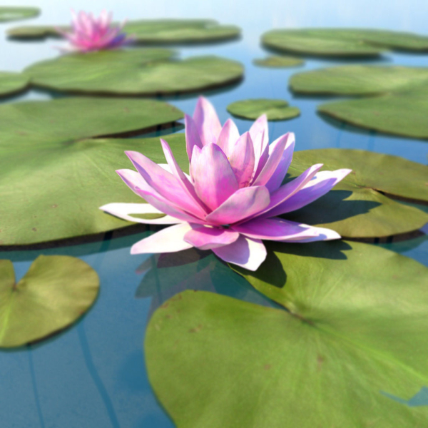 Water Lily