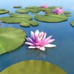 Water Lily