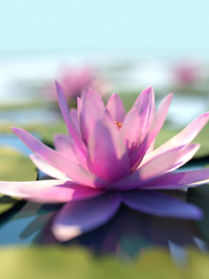 Water Lily