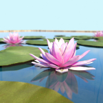 Water Lily