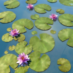 Water Lily