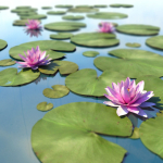 Water Lily
