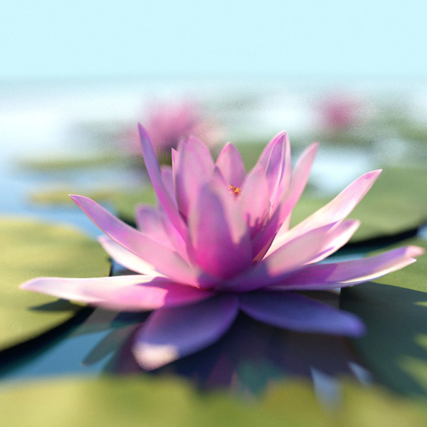Water Lily