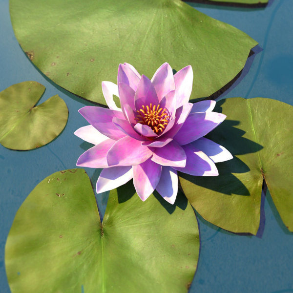 Water Lily