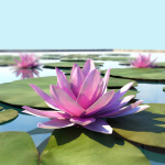 Water Lily