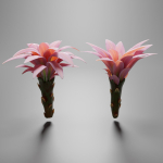 Water lily flower bud