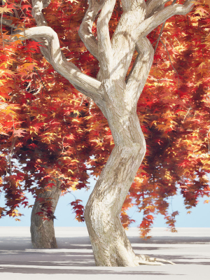 Weeping Japanese Maple Trees