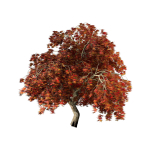 Weeping Japanese Maple Trees