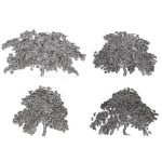 Weeping Japanese Maple Trees