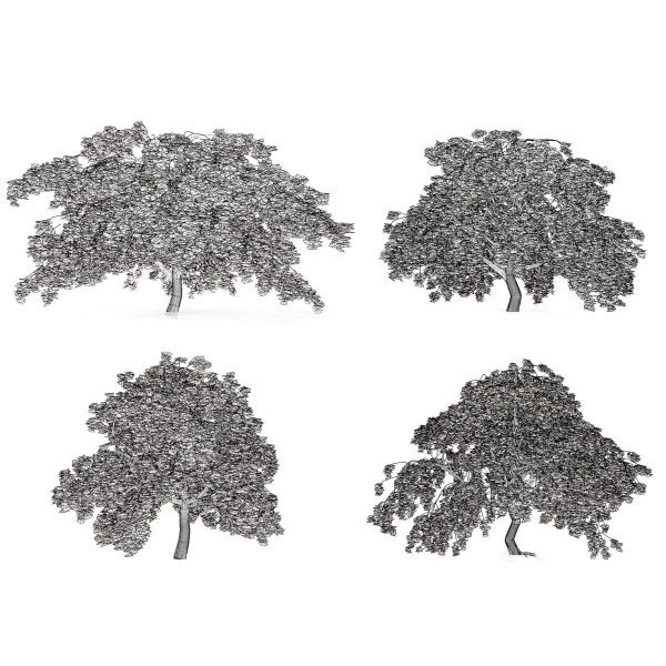Weeping Japanese Maple Trees