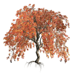 Weeping Japanese Maple Trees