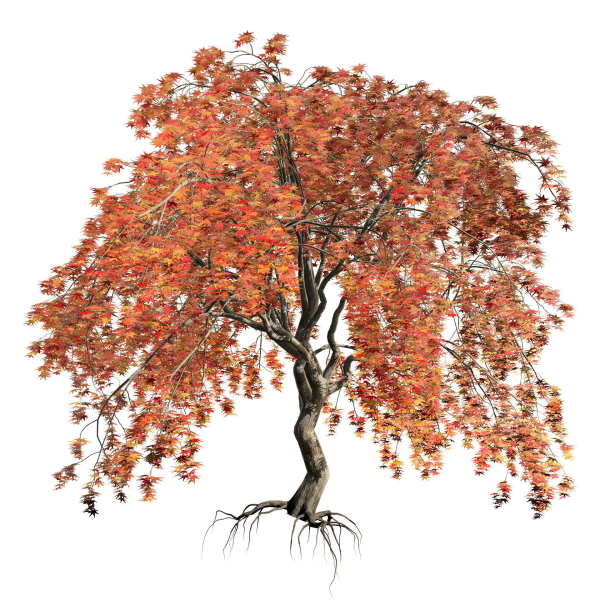 Weeping Japanese Maple Trees