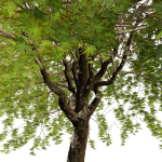 Weeping Japanese Maple Trees
