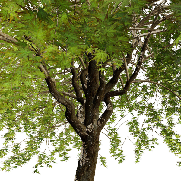 Weeping Japanese Maple Trees