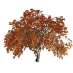 Weeping Japanese Maple Trees