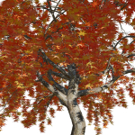 Weeping Japanese Maple Trees