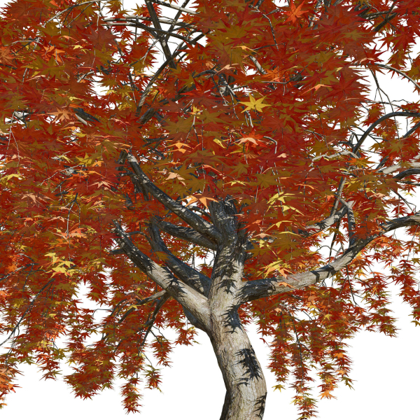 Weeping Japanese Maple Trees