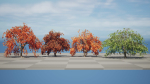 Weeping Japanese Maple Trees