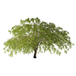 Weeping Japanese Maple Trees
