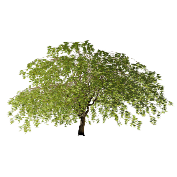 Weeping Japanese Maple Trees