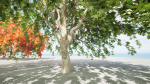Weeping Japanese Maple Trees