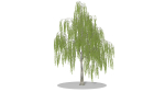 Weeping Willow