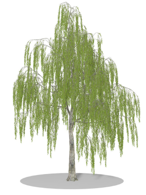 weeping-willow-3d-model-fbx-c4d-fbm