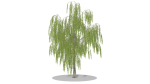 Weeping Willow
