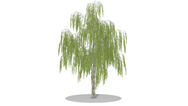 Weeping Willow