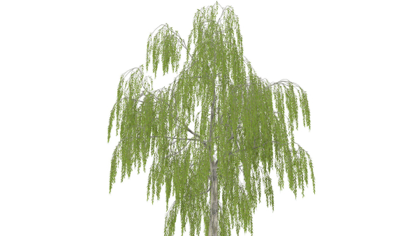 Weeping Willow