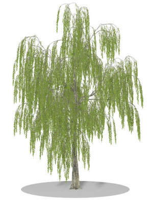 Weeping Willow