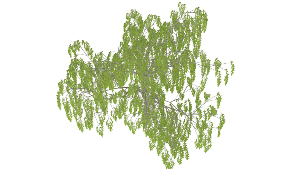 Weeping Willow