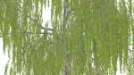 Weeping Willow