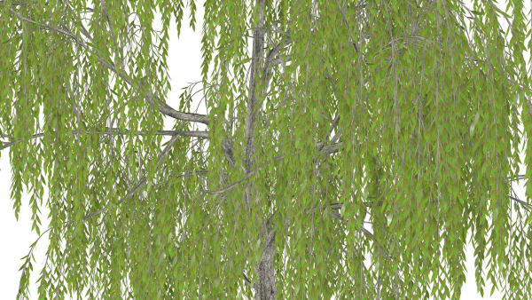 Weeping Willow