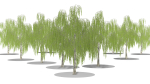 Weeping Willow