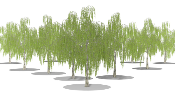 Weeping Willow