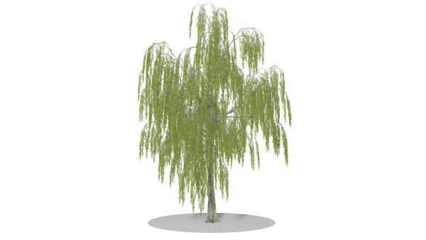 Weeping Willow