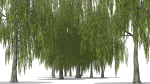 Weeping Willow